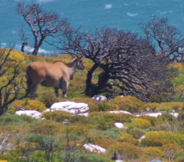Eland